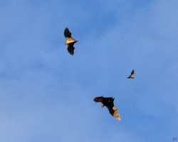 bat migration at Kasanka National Park