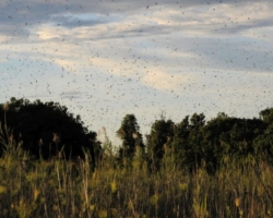 bat migration at Kasanka National Park
