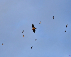 bat migration at Kasanka National Park