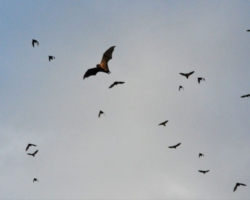 bat migration at Kasanka National Park