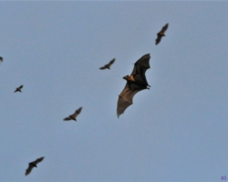 bat migration at Kasanka National Park