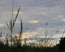 bat migration at Kasanka National Park