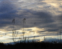 bat migration at Kasanka National Park