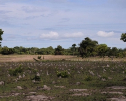 Kasanka National Park