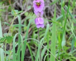 at Chishimba Falls & Kaela Rapids