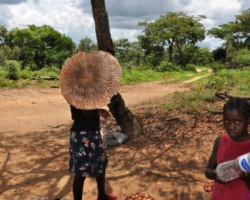 mushrooms and masuku, northern Zambia