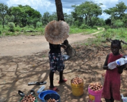 mushrooms and masuku, northern Zambia
