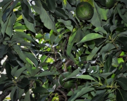 avocados