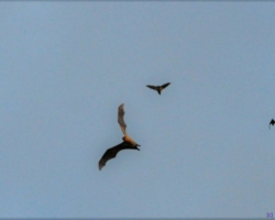bat migration at Kasanka National Park