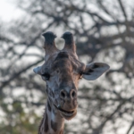 South Luangwa, Zambia