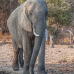 South Luangwa, Zambia