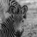 South Luangwa, Zambia