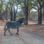 South Luangwa, Zambia
