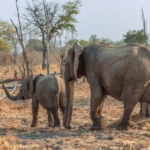 South Luangwa, Zambia