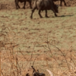 South Luangwa, Zambia