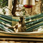 That was my hammock! Croc Valley Camp, South Luangwa, Zambia