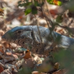 Water monitor, South Luangwa, Zambia