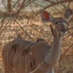 South Luangwa, Zambia