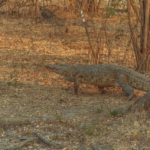 South Luangwa, Zambia