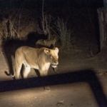South Luangwa, Zambia