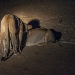 South Luangwa, Zambia
