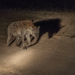 South Luangwa, Zambia