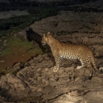 South Luangwa, Zambia
