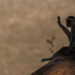 Croc Valley Camp, South Luangwa, Zambia