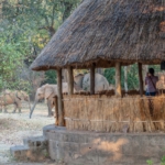 Ellies in Croc Valley Camp, South Luangwa, Zambia