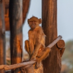 Croc Valley Camp, South Luangwa, Zambia
