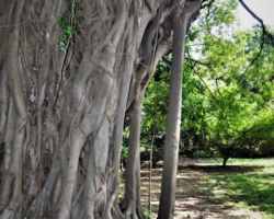 complex statics of tree architecture
